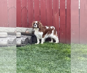 Cavalier King Charles Spaniel Puppy for sale in MATTOON, IL, USA