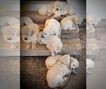 Small Photo #10 Golden Retriever Puppy For Sale in BENNETT, CO, USA