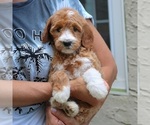 Small #3 Goldendoodle
