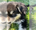 Small Photo #12 German Shepherd Dog-Siberian Husky Mix Puppy For Sale in JURUPA VALLEY, CA, USA