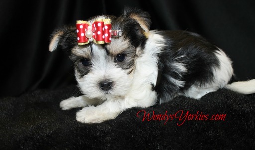 Medium Photo #1 Morkie Puppy For Sale in POWDERLY, TX, USA