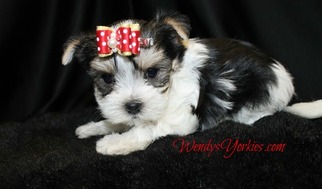 Morkie Puppy for sale in POWDERLY, TX, USA