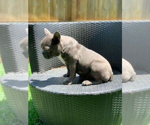 French Bulldog Puppy for sale in SUGAR LAND, TX, USA