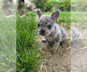 French Bulldog Puppy for sale in PASO ROBLES, CA, USA