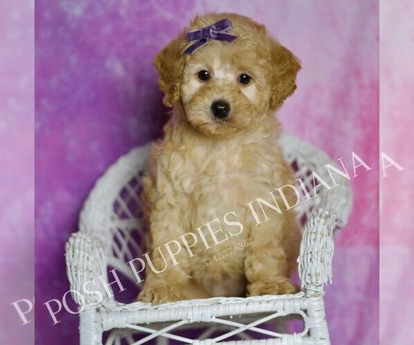 Medium Photo #1 Poodle (Toy) Puppy For Sale in WARSAW, IN, USA