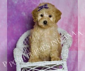 Medium Poodle (Toy)