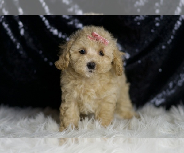 Medium Photo #3 Maltipoo Puppy For Sale in WARSAW, IN, USA