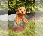 Small #1 Cavapoo