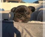Puppy Barry Bear French Bulldog