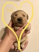 Small Photo #6 Golden Retriever Puppy For Sale in MESA, AZ, USA