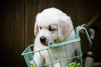 Small Photo #1 Golden Retriever Puppy For Sale in LA PORTE, TX, USA