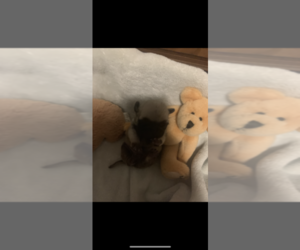 Pug Puppy for sale in FALMOUTH, VA, USA