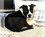 Small American Pit Bull Terrier