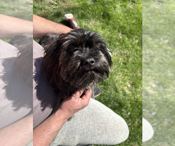 Medium Photo #3 Maltese-Unknown Mix Puppy For Sale in Andover, MN, USA