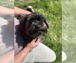 Small #2 Maltese Mix