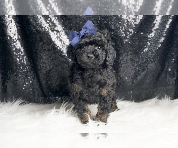 Medium Photo #4 Poodle (Toy) Puppy For Sale in WARSAW, IN, USA