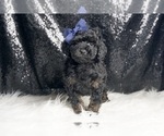 Small Photo #4 Poodle (Toy) Puppy For Sale in WARSAW, IN, USA