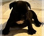 Small Photo #7 French Bulldog Puppy For Sale in CLARKS SUMMIT, PA, USA