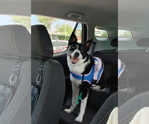 Border Collie-Unknown Mix Dogs for adoption in Highland, IL, USA