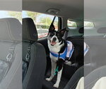 Small Border Collie Mix