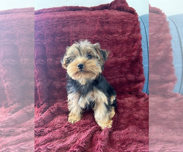 Medium Photo #1 Yorkshire Terrier Puppy For Sale in WILEY, CO, USA