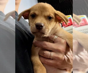 Labrador Retriever-Unknown Mix Dogs for adoption in Jefferson, NJ, USA