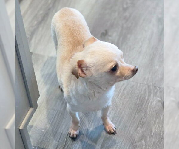 Medium Photo #2 Chihuahua Puppy For Sale in Chino Hills, CA, USA