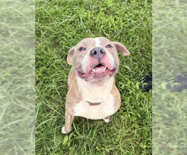 Medium Photo #1 American Pit Bull Terrier-Unknown Mix Puppy For Sale in Derwood, MD, USA