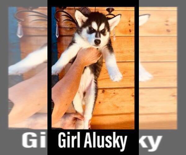 Medium Photo #10 Siberian Husky Puppy For Sale in CLERMONT, FL, USA
