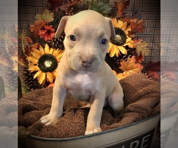 Medium Photo #5 American Bully Puppy For Sale in SALEM, IL, USA
