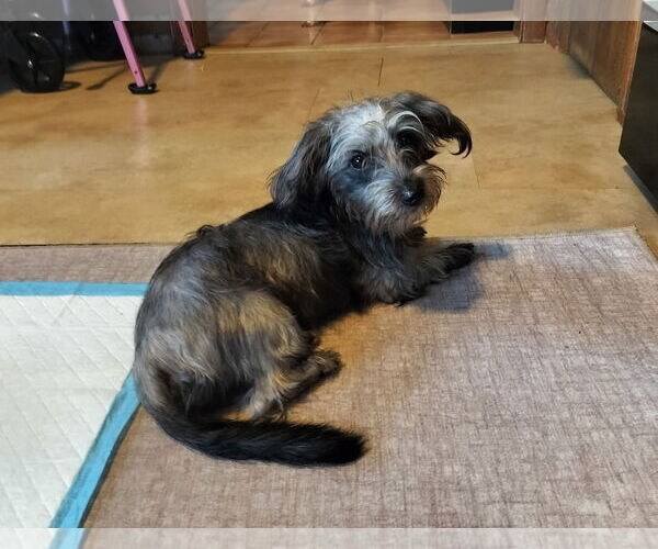 Medium Photo #2 Mutt Puppy For Sale in Wheaton, IL, USA