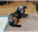 Small #1 Mutt