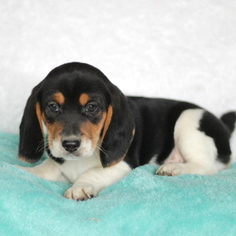 Beagle Puppy for sale in GAP, PA, USA