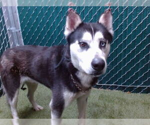 Siberian Husky Dogs for adoption in Downey, CA, USA