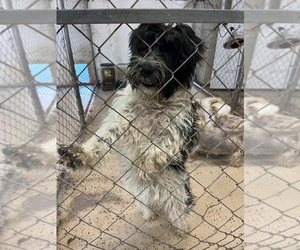 Medium Photo #1 Schnoodle (Miniature) Puppy For Sale in WHITE OAK, GA, USA