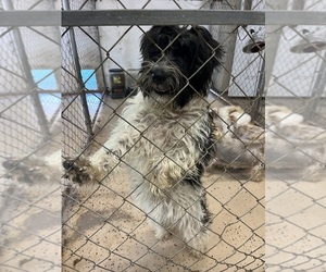 Schnoodle (Miniature) Puppy for sale in WHITE OAK, GA, USA