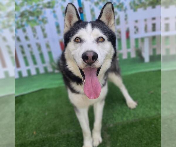 Medium Photo #2 Siberian Husky Puppy For Sale in Long Beach, CA, USA
