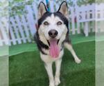 Small #1 Siberian Husky