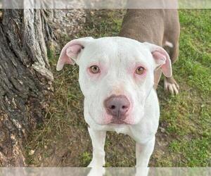 American Pit Bull Terrier-Unknown Mix Dogs for adoption in Waco, TX, USA