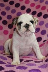 Bulldog Puppy for sale in RICHMOND, KY, USA