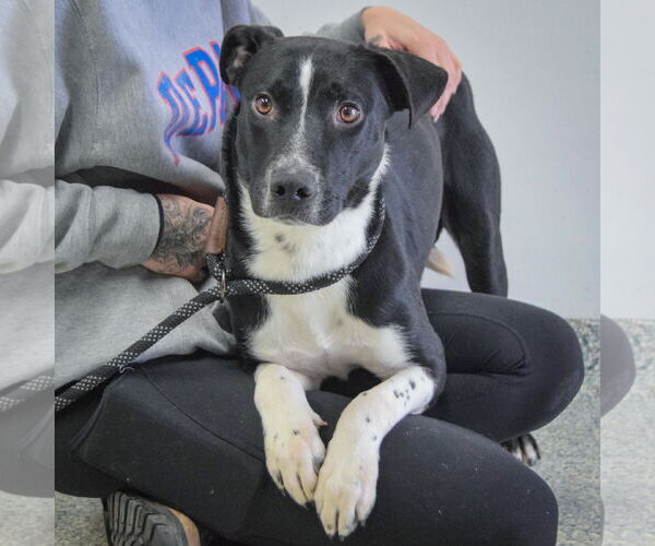 Medium Photo #5 Border Collie-Unknown Mix Puppy For Sale in Huntley, IL, USA
