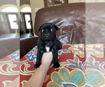 Small Photo #7 Pug Puppy For Sale in RICHMOND, TX, USA