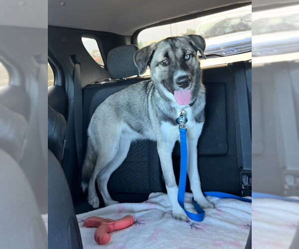 Medium Photo #5 Siberian Husky-Unknown Mix Puppy For Sale in San Diego, CA, USA