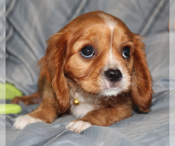 Medium Photo #5 Cavalier King Charles Spaniel Puppy For Sale in BROOKSVILLE, FL, USA
