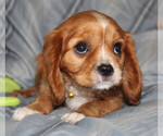 Small #4 Cavalier King Charles Spaniel