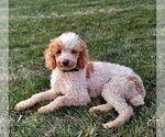 Small Photo #1 Goldendoodle (Miniature) Puppy For Sale in LEOLA, PA, USA