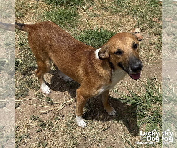 Medium Photo #5 Retriever -Unknown Mix Puppy For Sale in Washington, DC, USA
