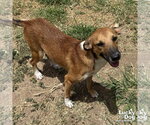 Small #4 Retriever  Mix