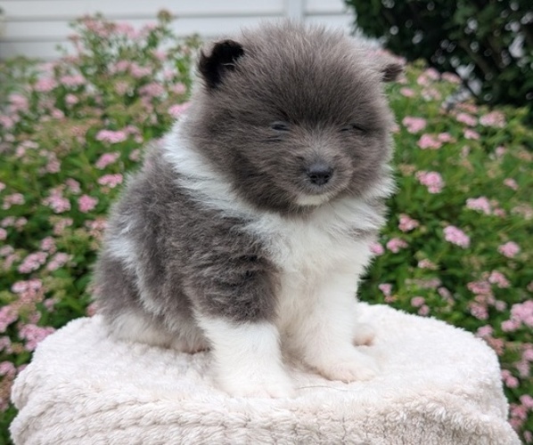 Medium Photo #41 Pomeranian Puppy For Sale in GOSHEN, IN, USA