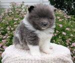 Small Photo #41 Pomeranian Puppy For Sale in GOSHEN, IN, USA